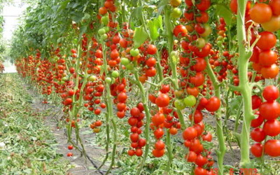 выращивание помидоров в теплице
